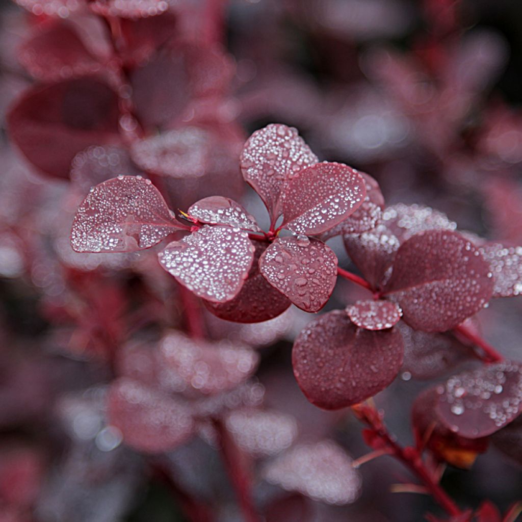 Berberis thunbergii Bagatelle - Barberry