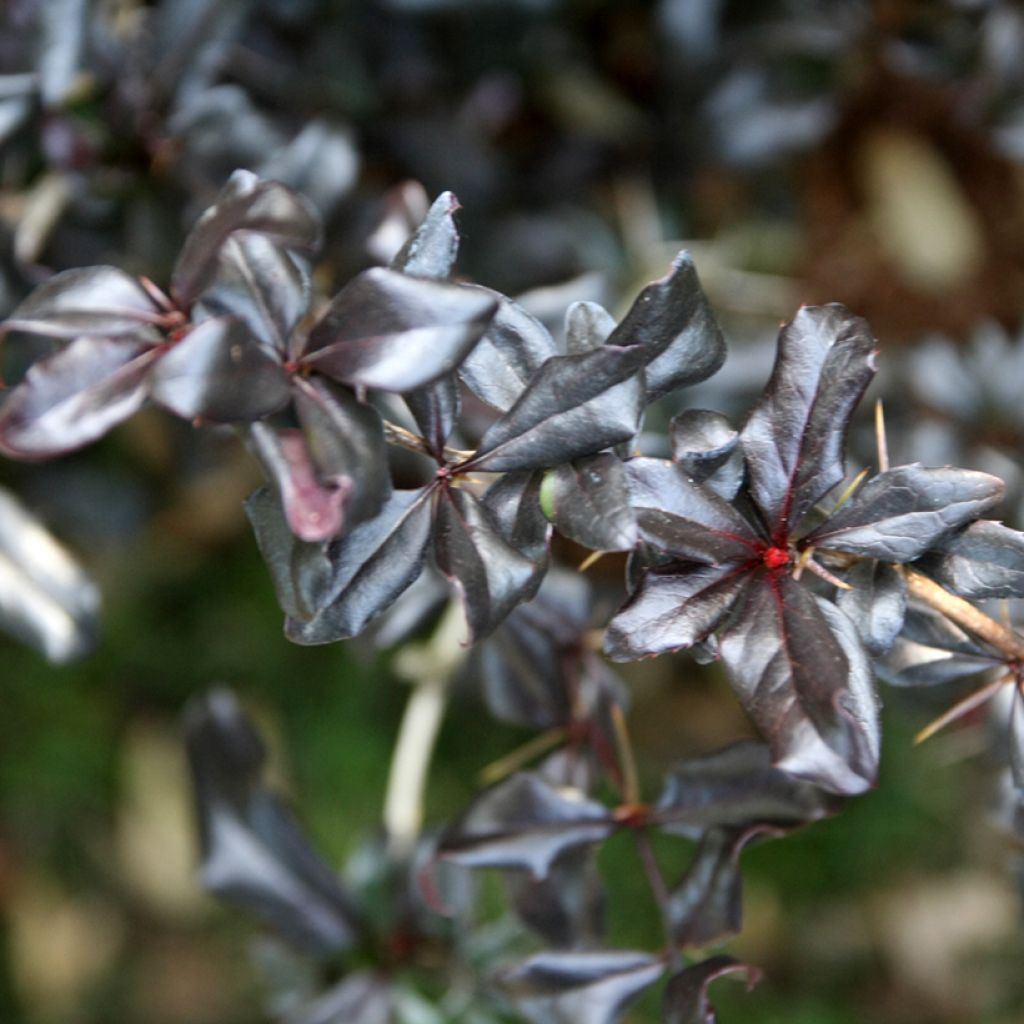 Berberis  thunbergii Thunderbolt