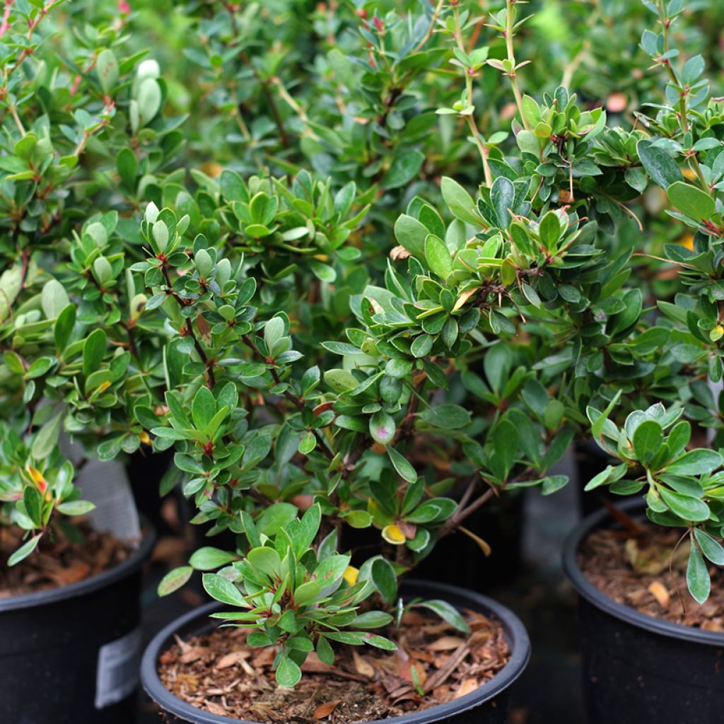 Berberis buxifolia Nana - Barberry