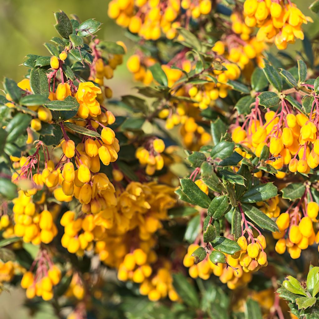 Berberis darwinii Compacta - Barberry