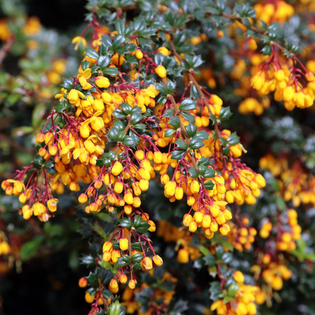 Berberis darwinii - Darwins barberry