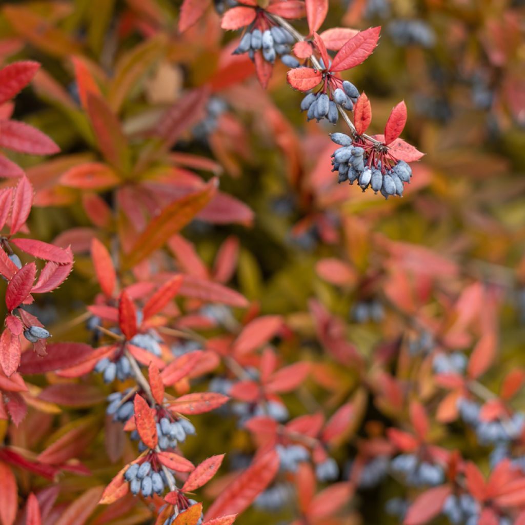 Berberis julianae - Saint Julians Barberry