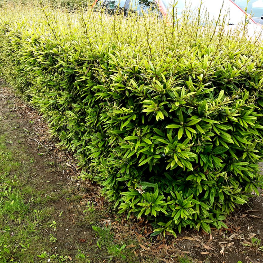 Berberis julianae - Saint Julians Barberry