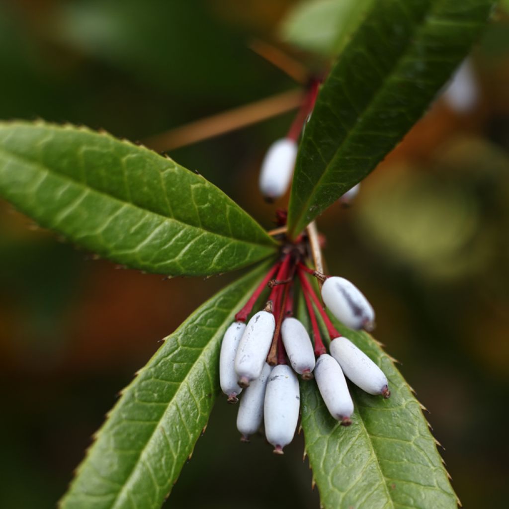 Berberis julianae - Saint Julians Barberry