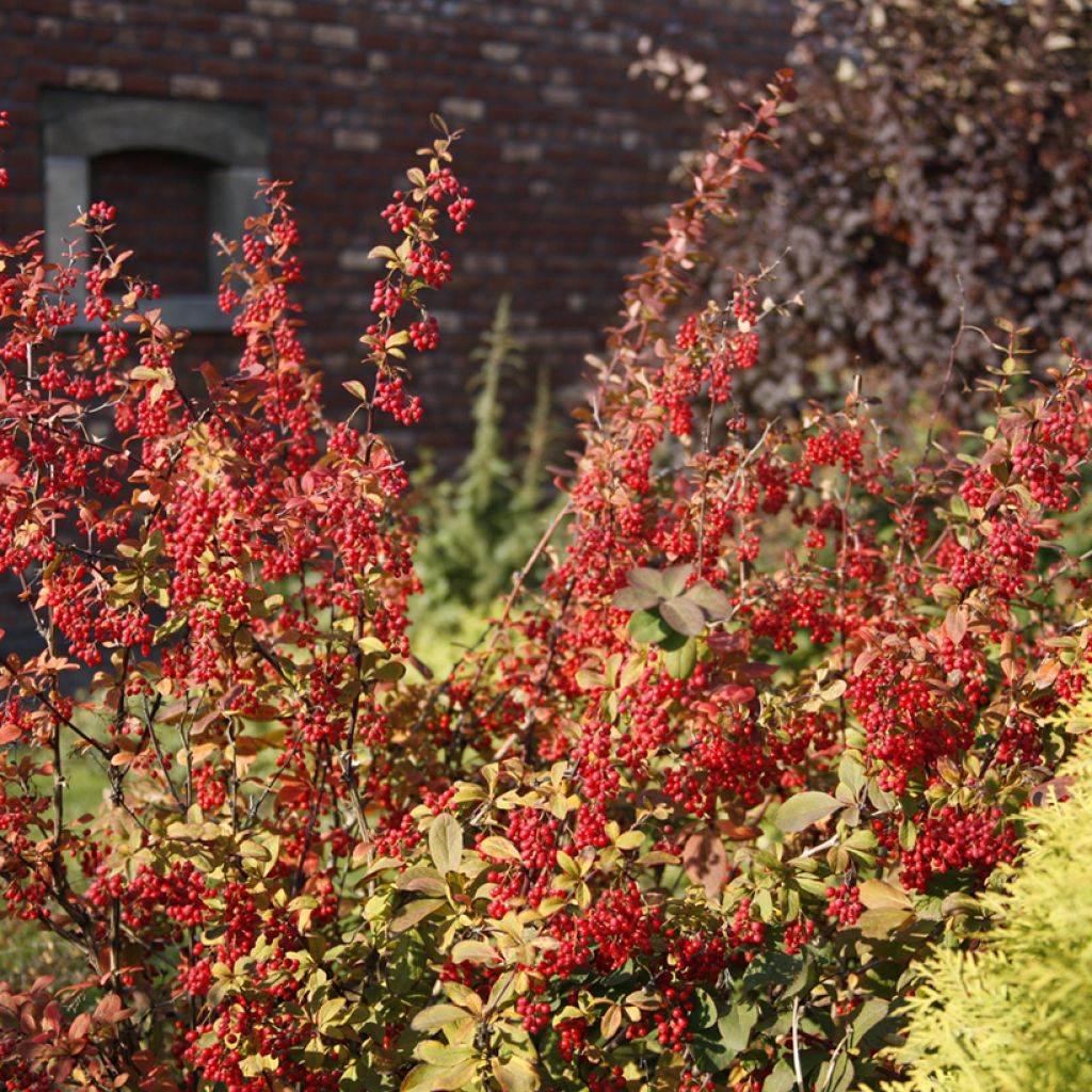 Berberis koreana - Korean barberry