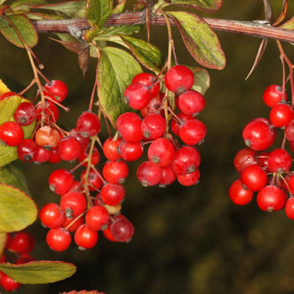 Berberis koreana - Korean barberry