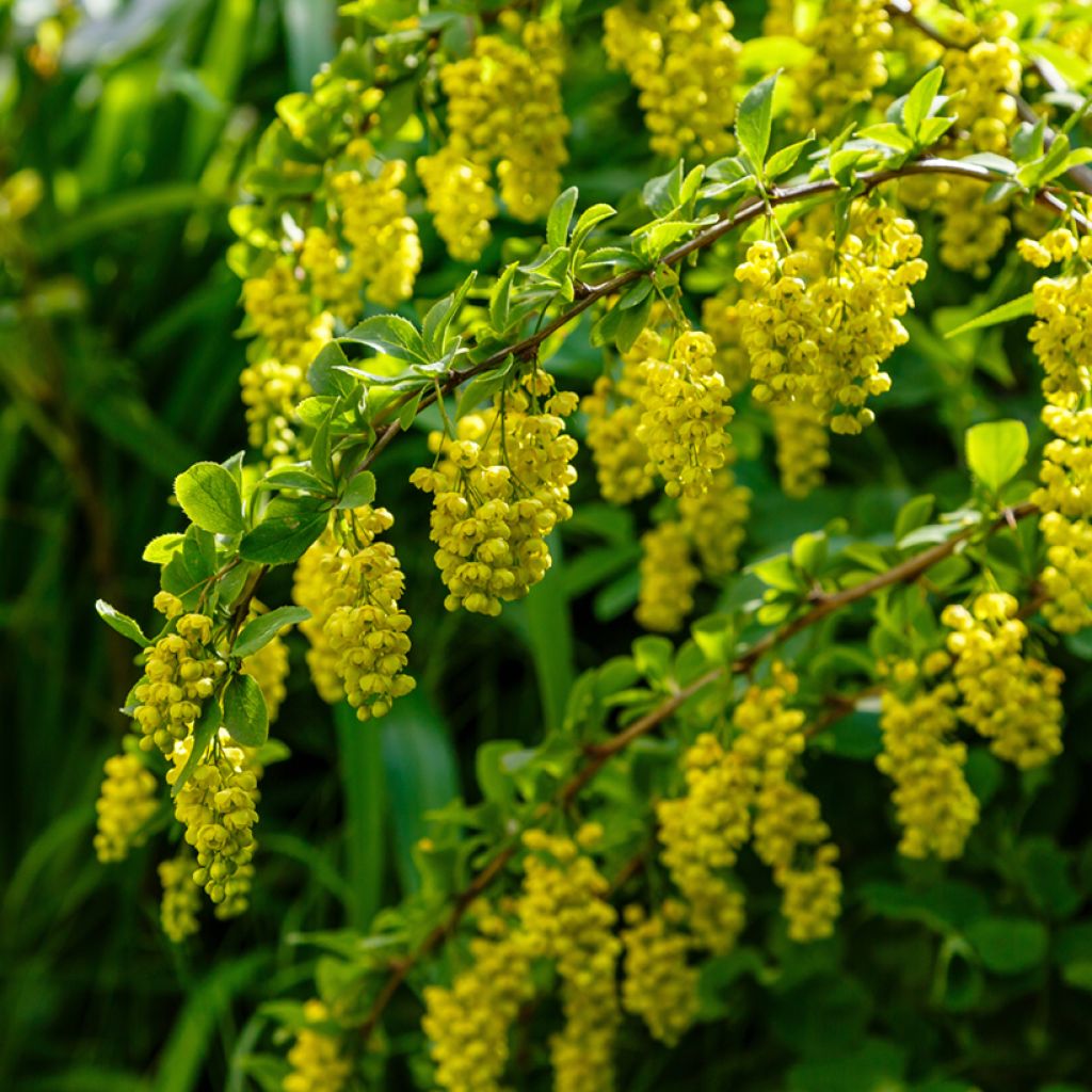 Berberis koreana - Korean barberry