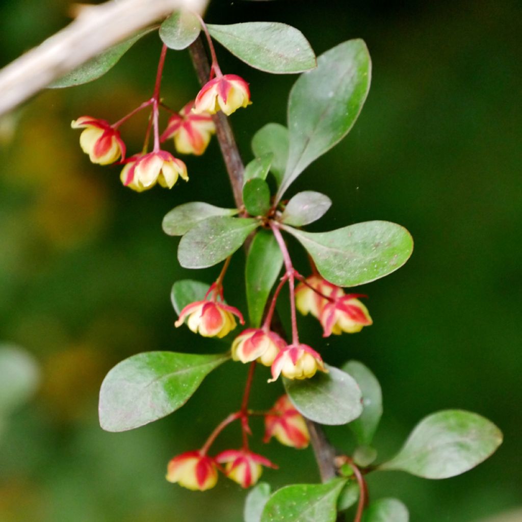 Berberis koreana - Korean barberry