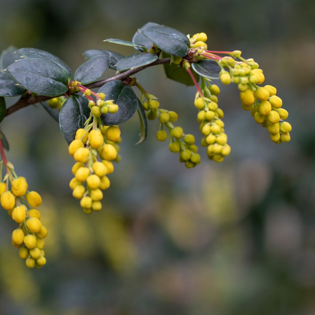 Berberis linearifolia Orange King - Barberry