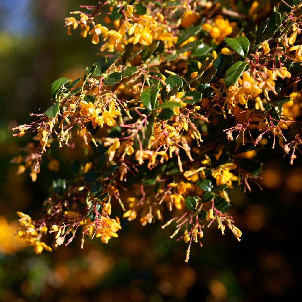 Berberis lologensis Apricot Queen - Barberry