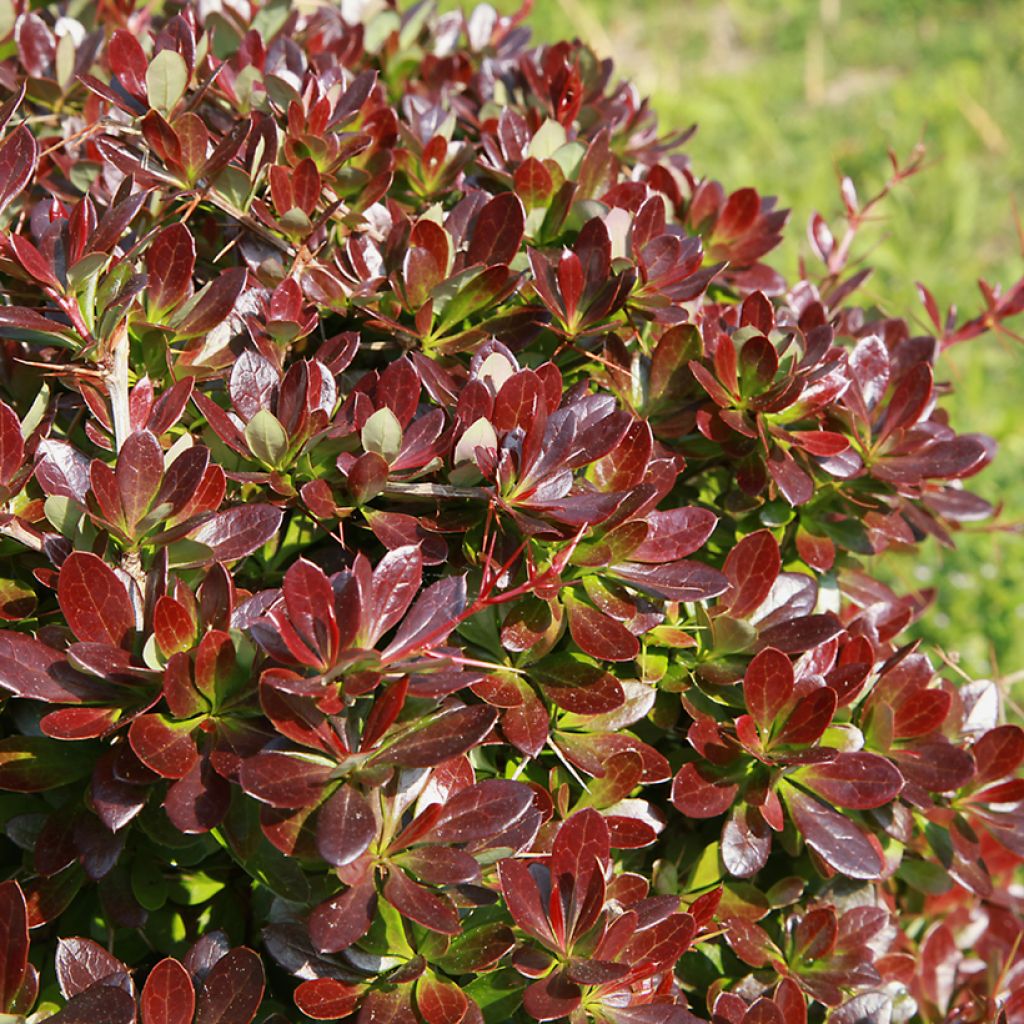 Berberis x media Red Jewel - Barberry