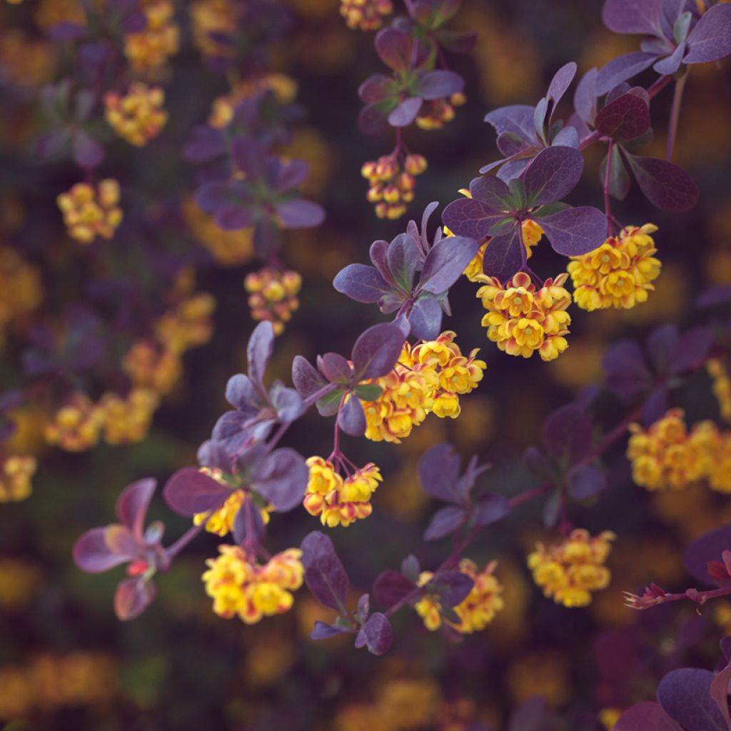 Berberis ottawensis Auricoma - Barberry