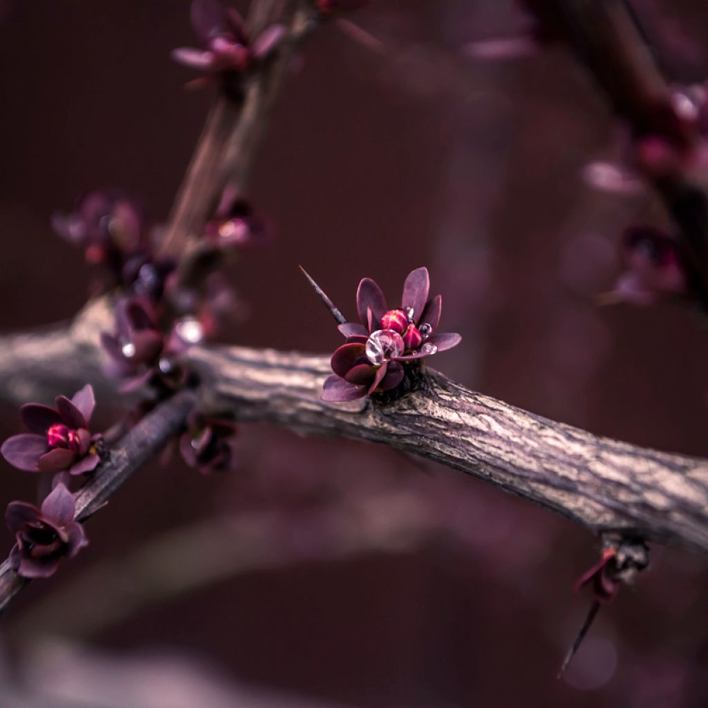 Berberis ottawensis Superba - Barberry