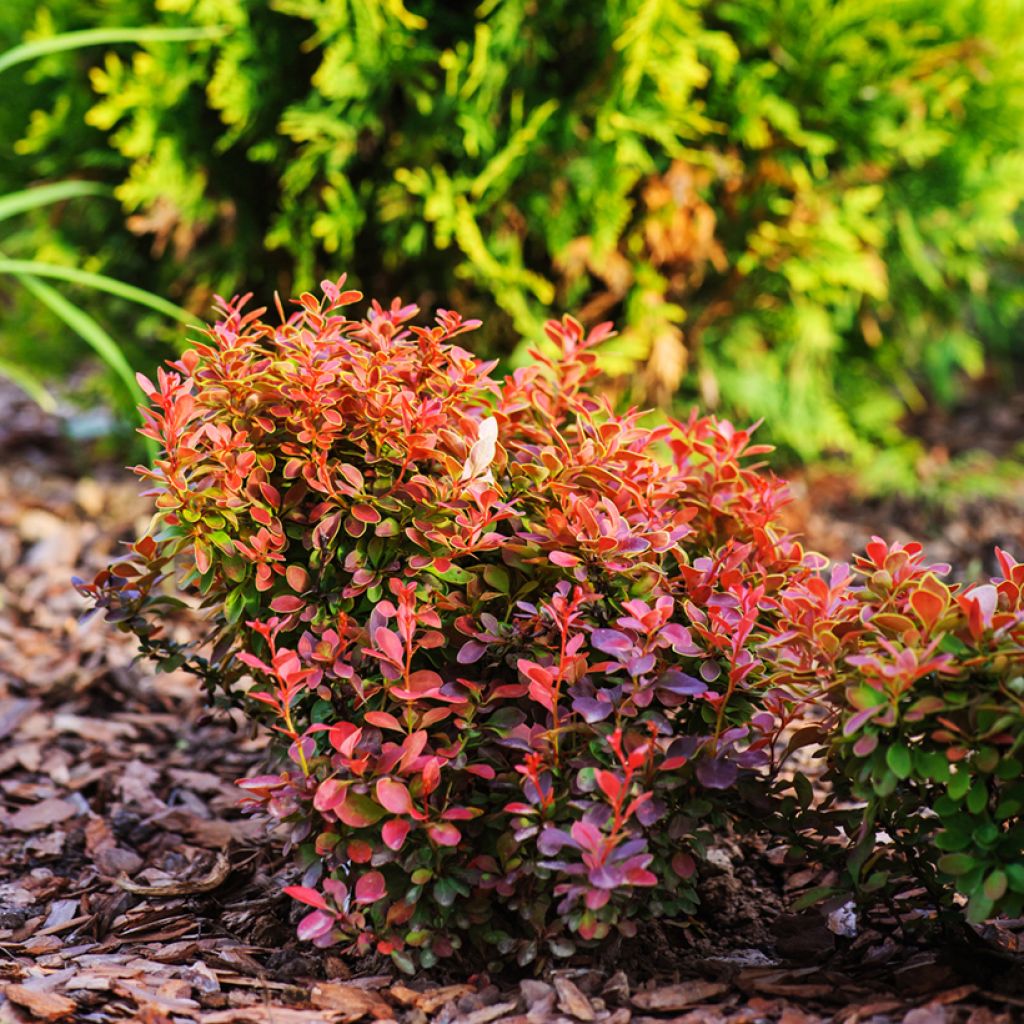 Berberis thunbergii Admiration - Barberry