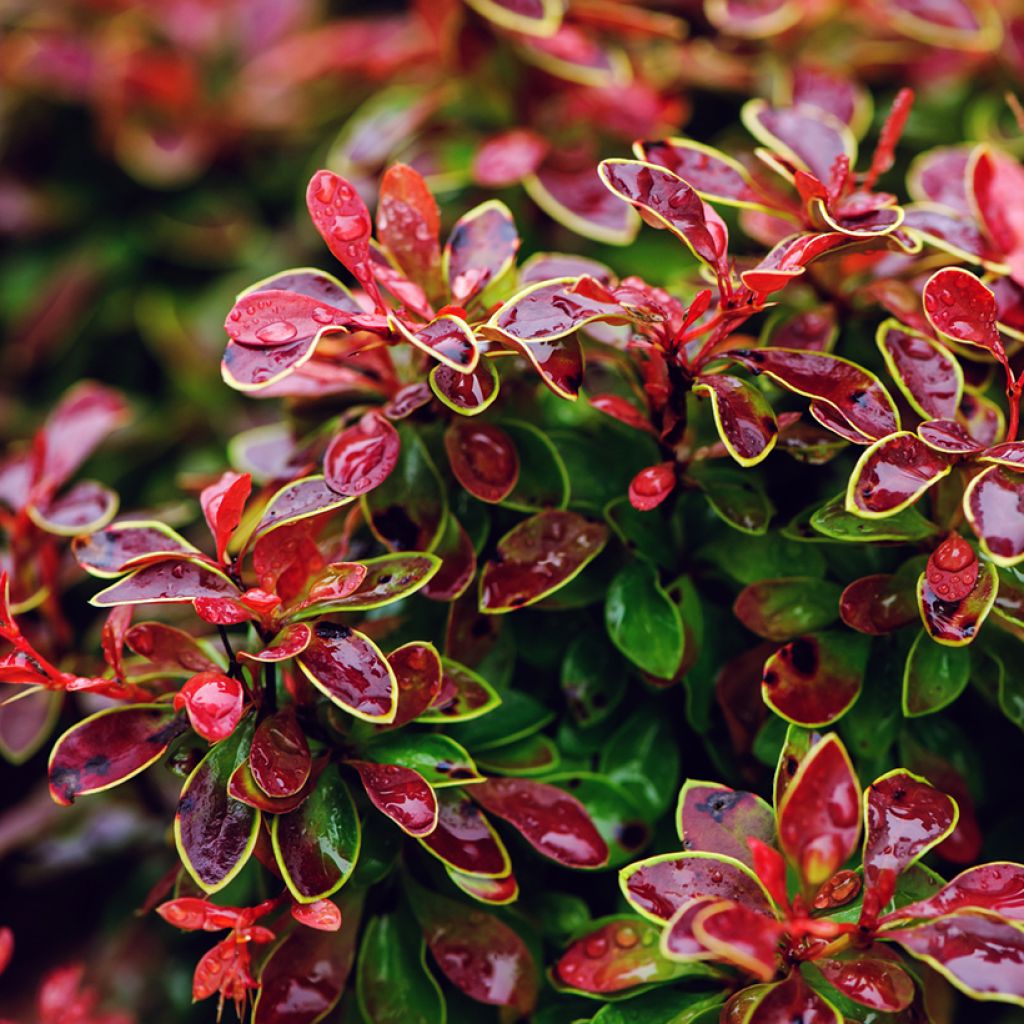 Berberis thunbergii Admiration - Barberry