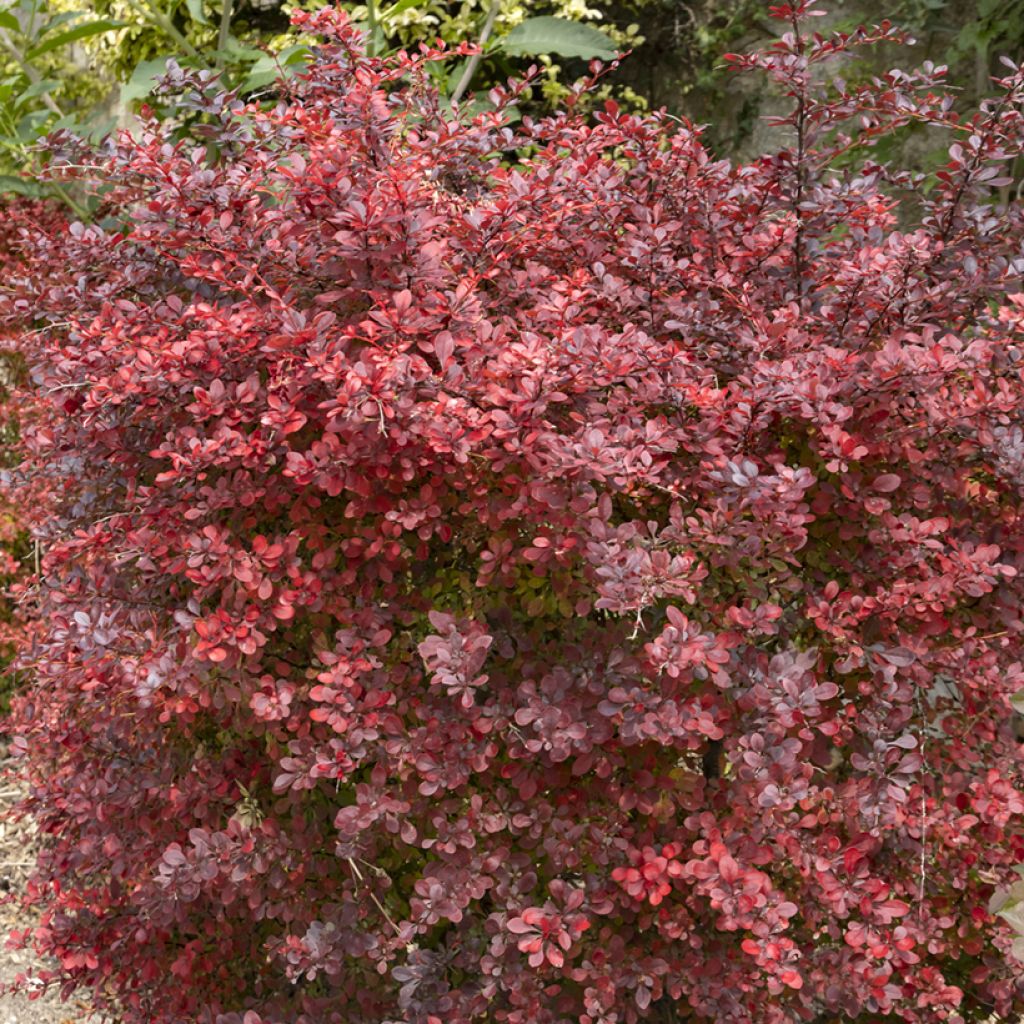 Berberis thunbergii Atropurpurea - Barberry