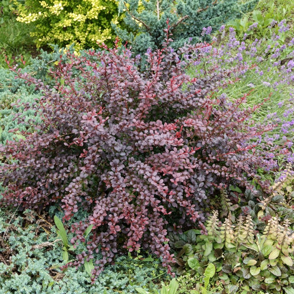 Berberis thunbergii Atropurpurea - Barberry