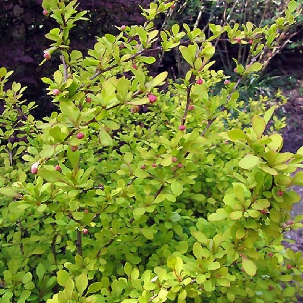 Berberis thunbergii Aurea - Japanese Barberry