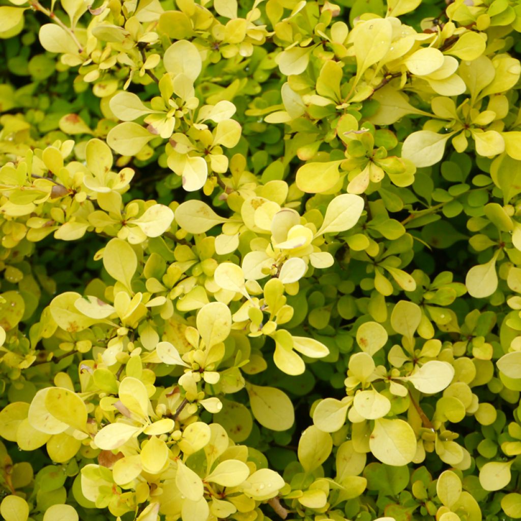 Berberis thunbergii Aurea - Japanese Barberry