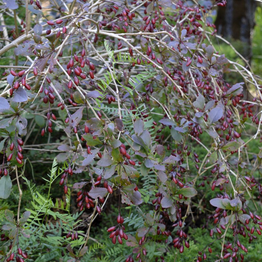 Berberis thunbergii Darts Red Lady - Barberry