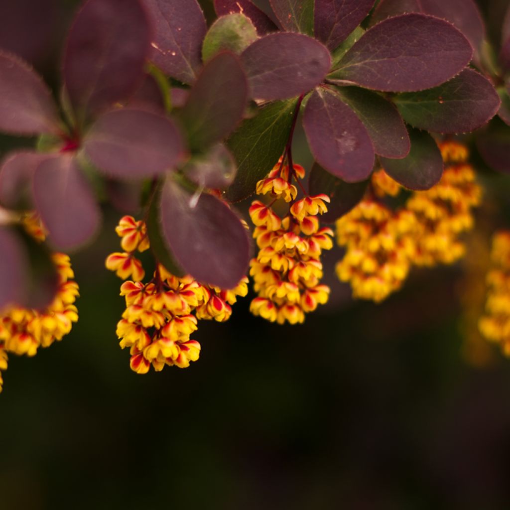 Berberis thunbergii - Barberry