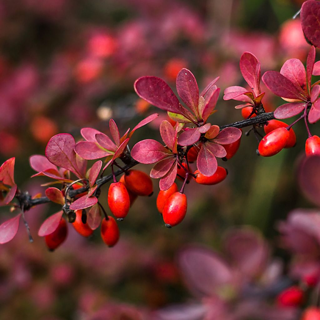 Berberis thunbergii - Barberry