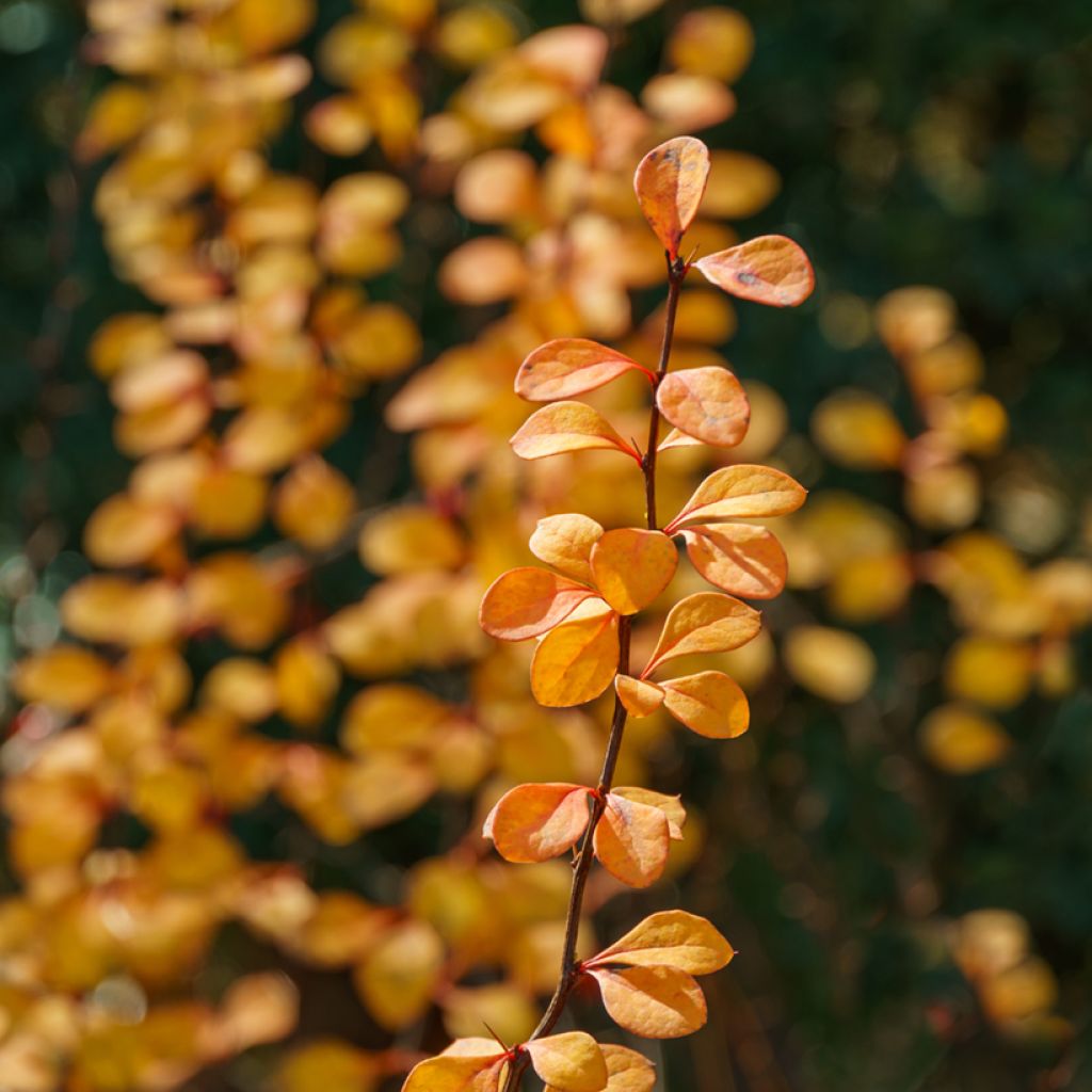 Berberis thunbergii Erecta