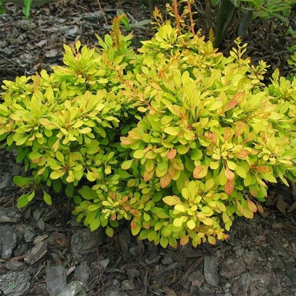 Berberis thunbergii Golden Carpet - Barberry