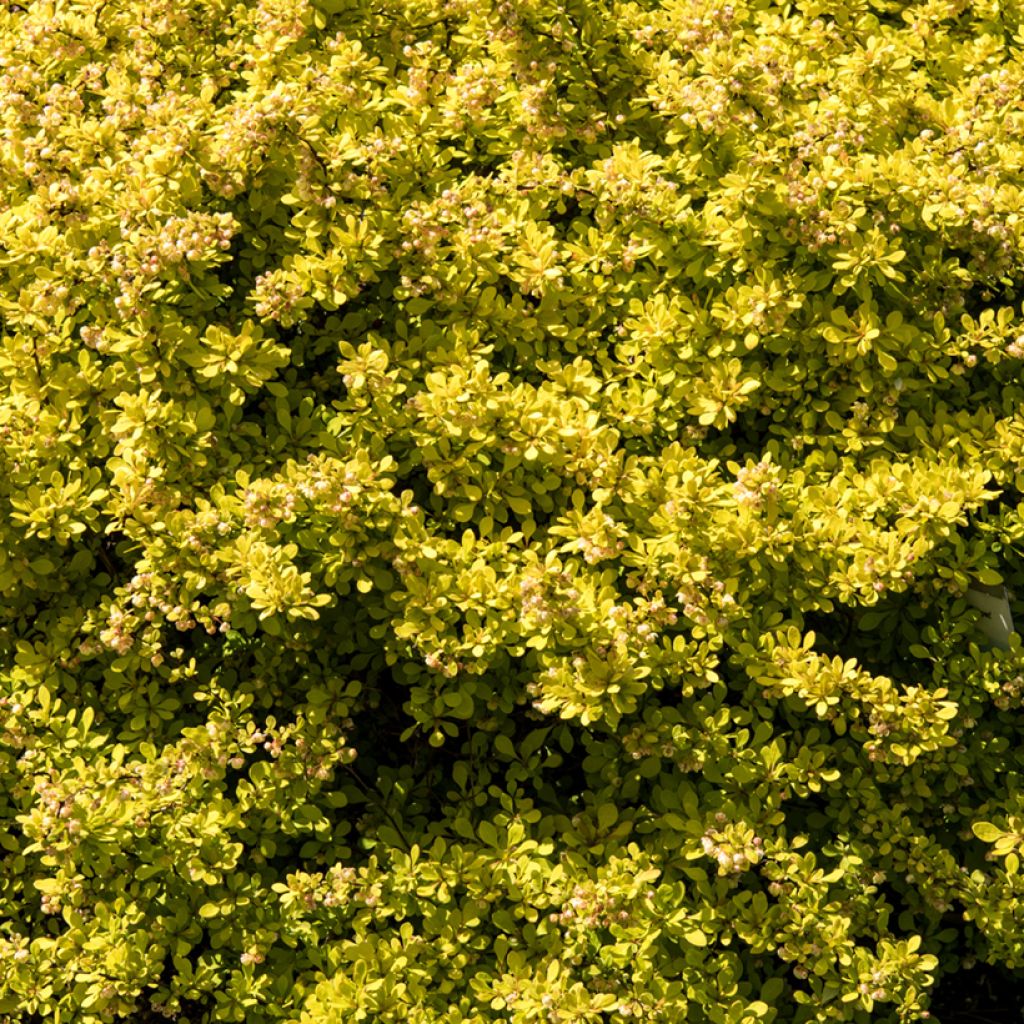 Berberis thunbergii Golden Carpet - Barberry