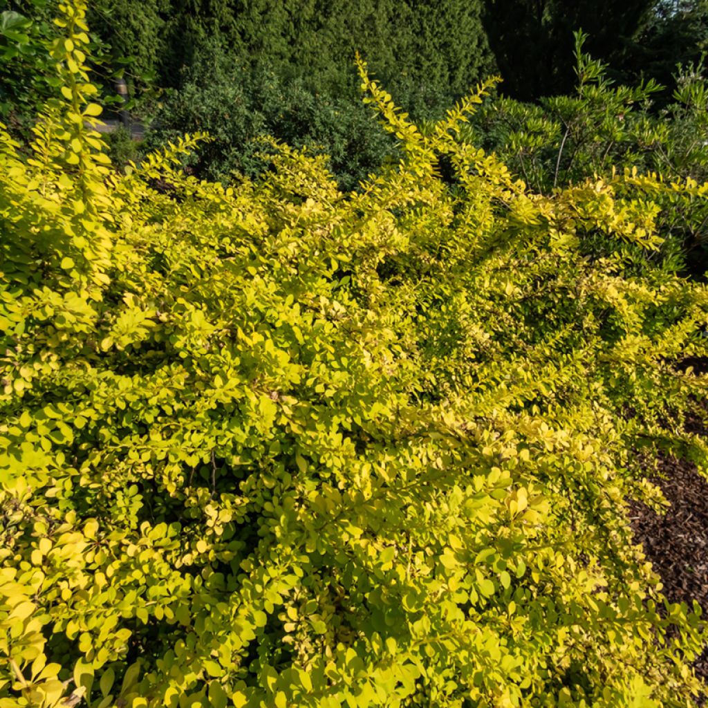 Berberis thunbergii Golden Carpet - Barberry