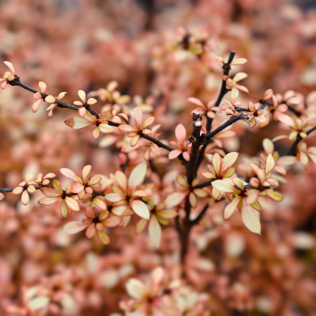 Berberis thunbergii Golden Dream - Barberry