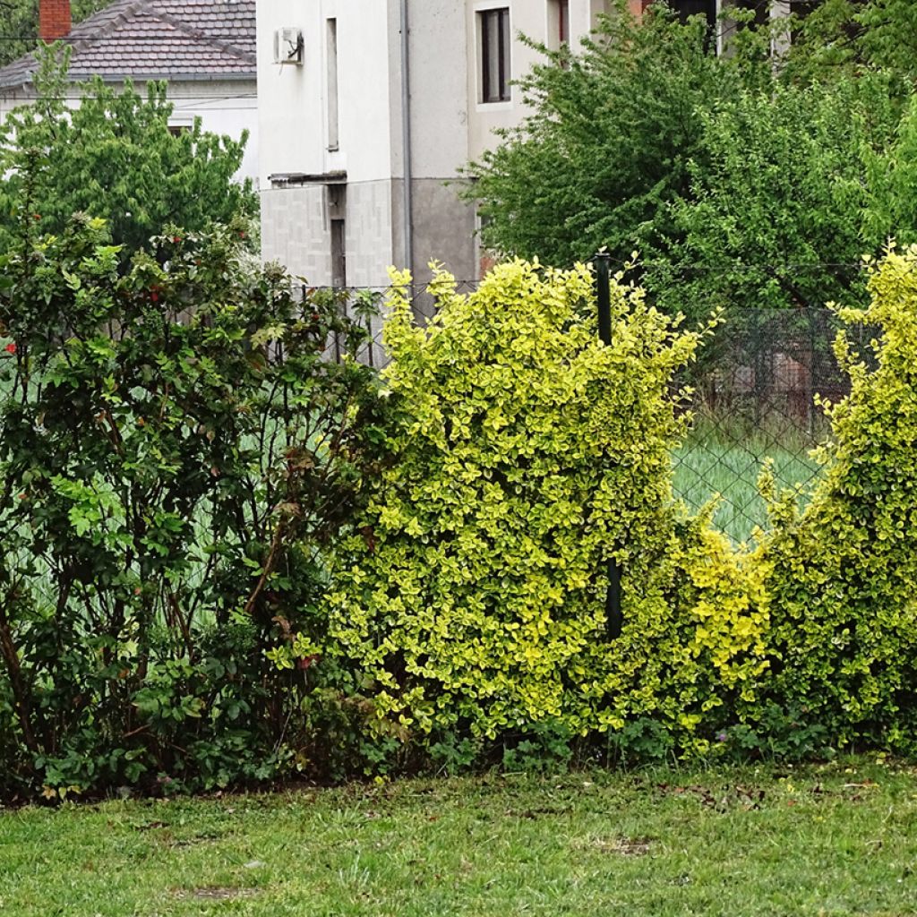 Berberis thunbergii Golden Dream - Barberry