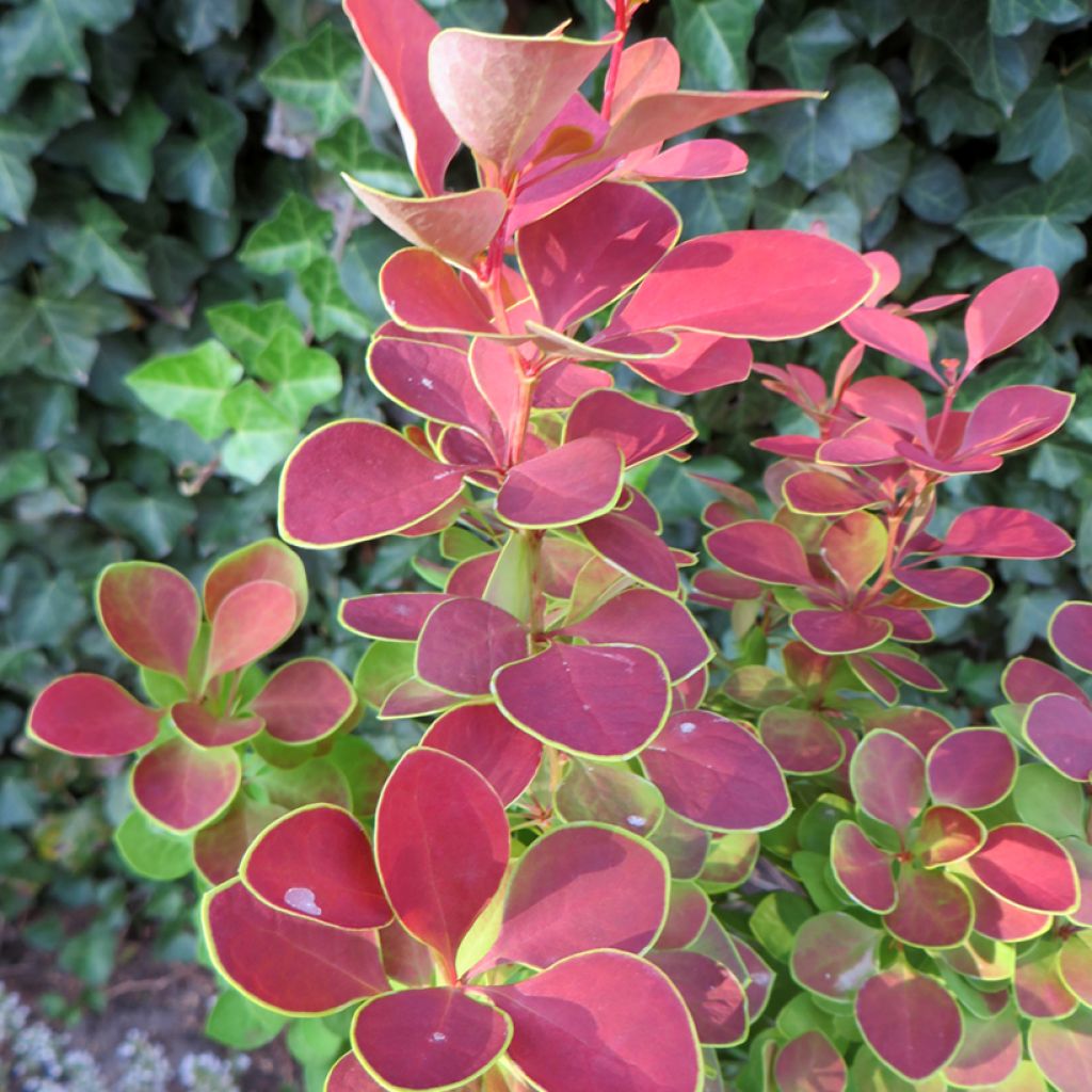 Berberis thunbergii Golden Ring