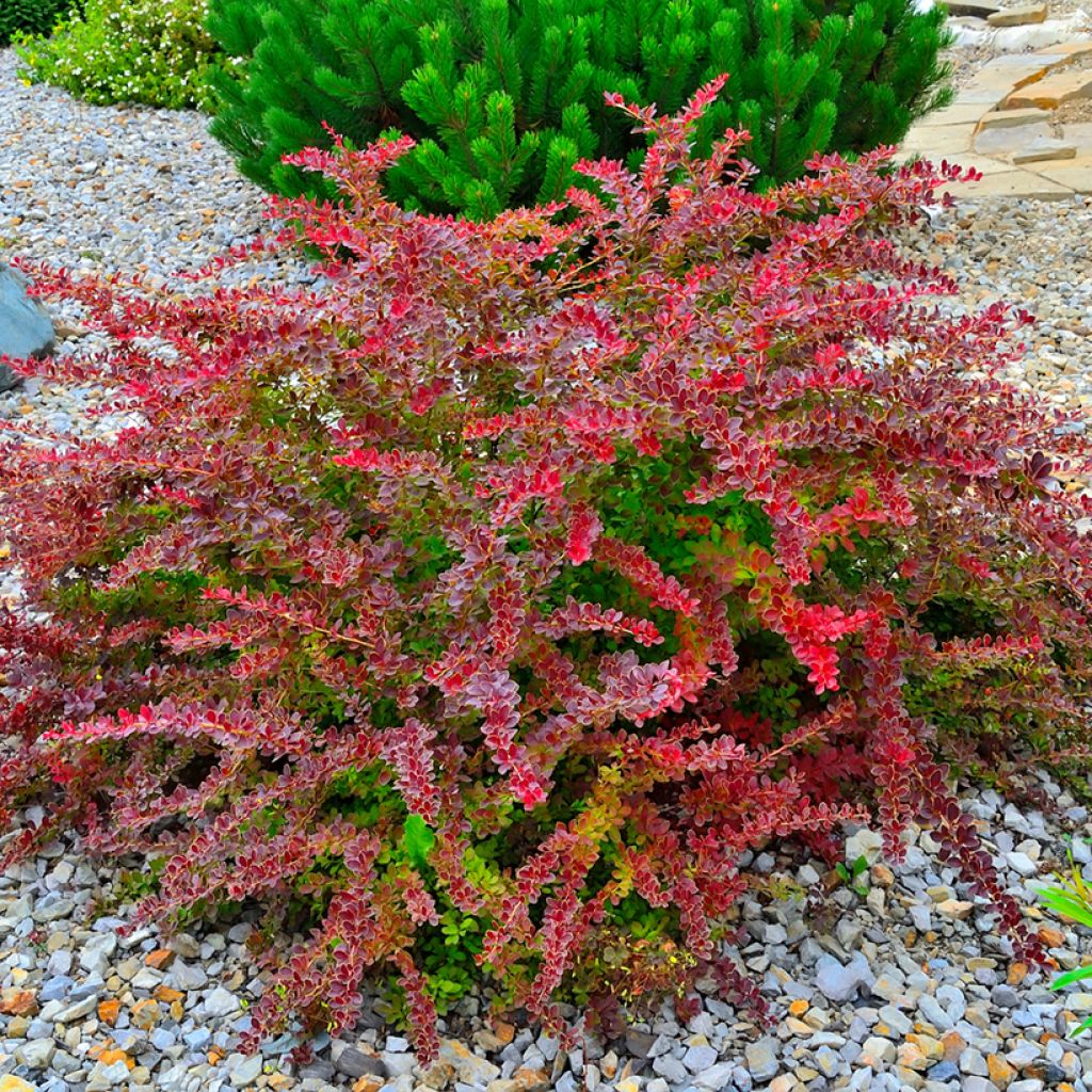 Berberis thunbergii Golden Ring