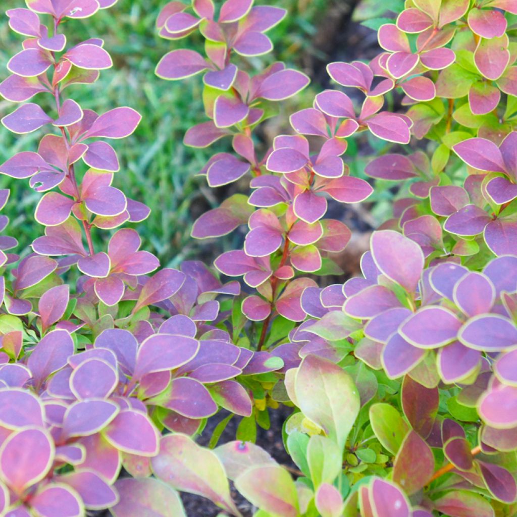 Berberis thunbergii Golden Ring