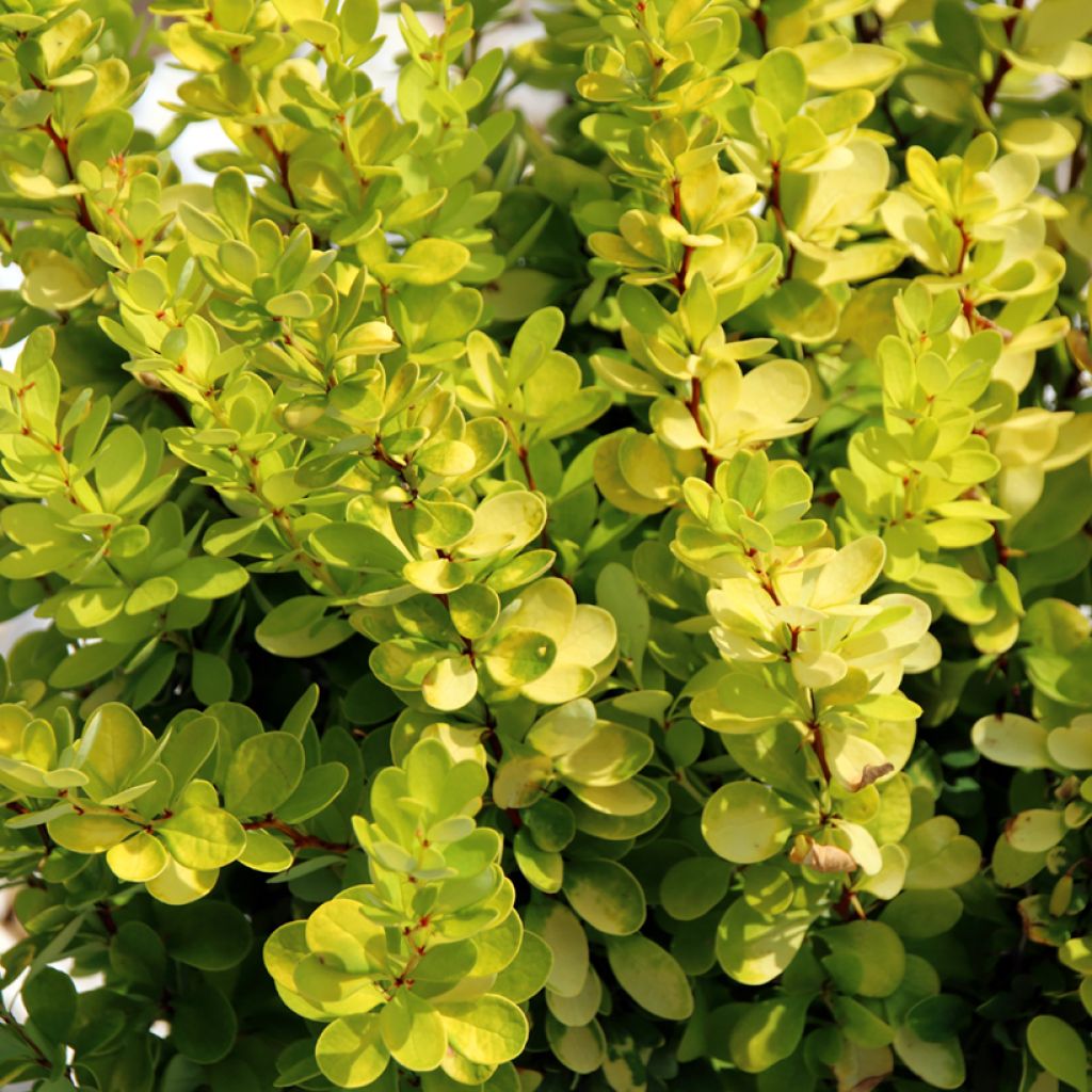 Berberis thunbergii Golden Rocket - Barberry