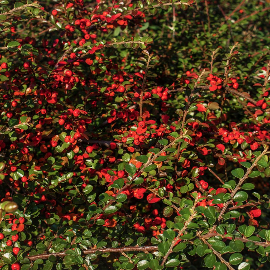 Berberis thunbergii Green Carpet - Barberry