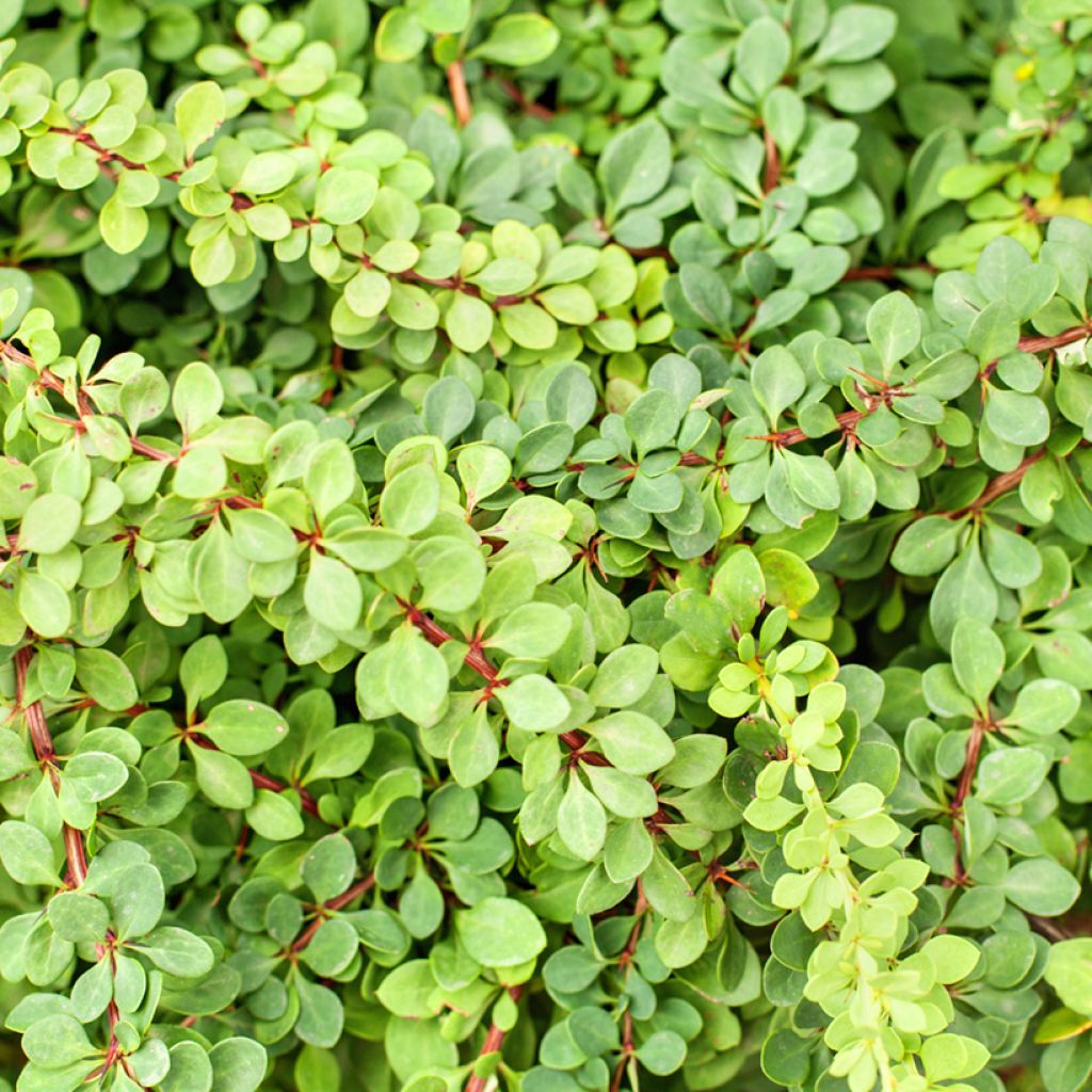 Berberis thunbergii Green Carpet - Barberry