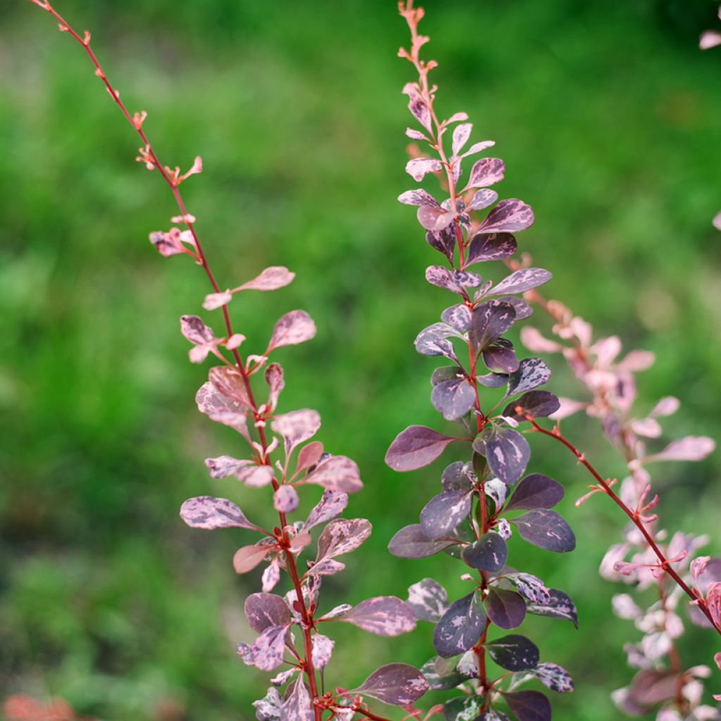 Berberis thunbergii Harlequin - Barberry