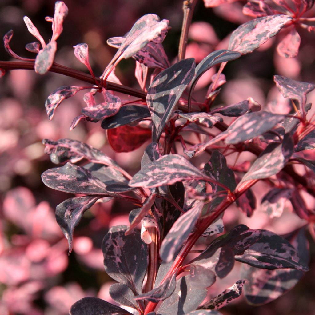 Berberis thunbergii Harlequin - Barberry