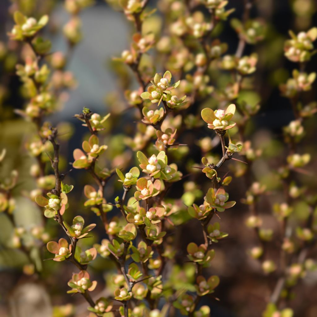 Berberis thunbergii Maria - Barberry