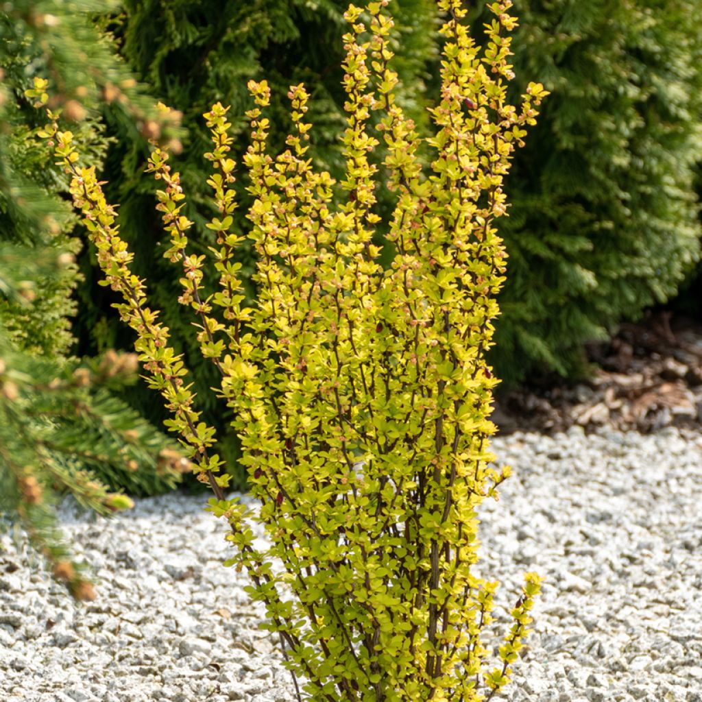 Berberis thunbergii Maria - Barberry