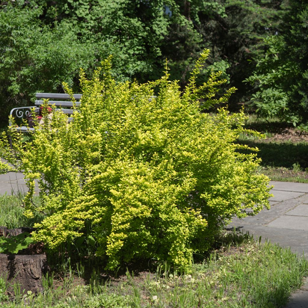 Berberis thunbergii Maria - Barberry