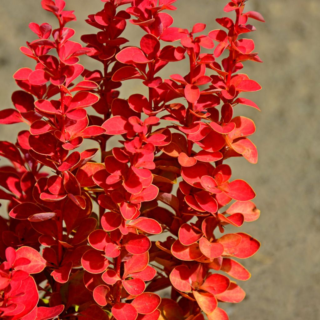 Berberis thunbergii Orange Rocket - Barberry