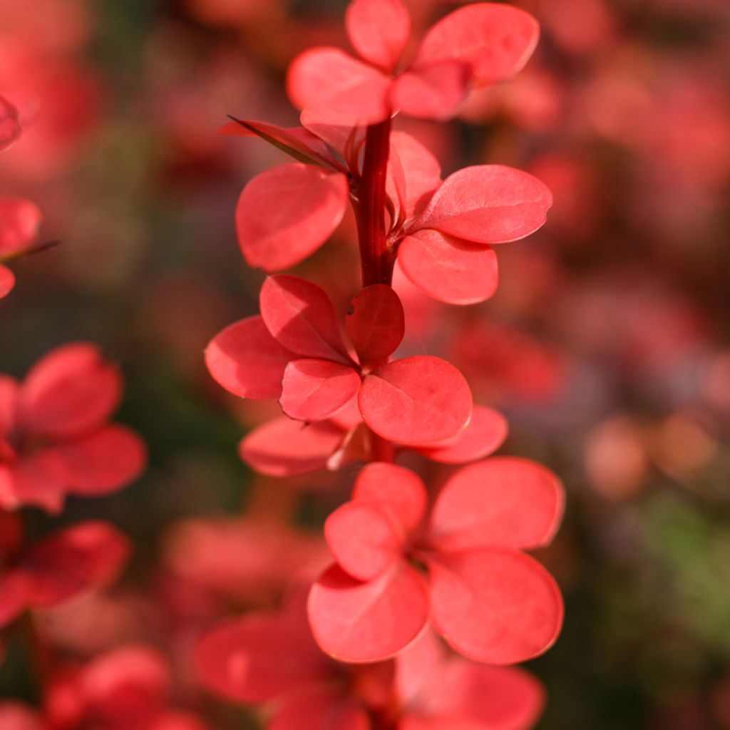 Berberis thunbergii Orange Rocket - Barberry