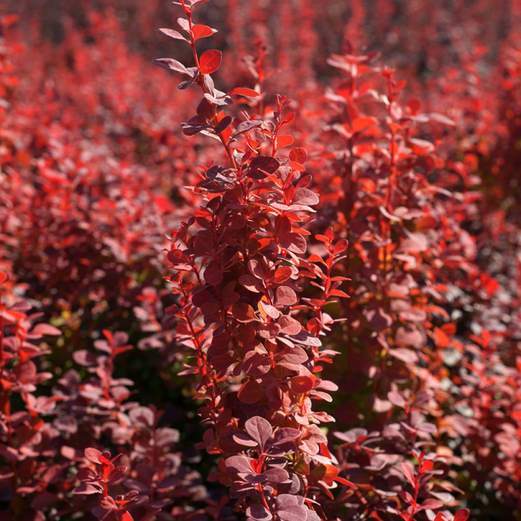 Berberis thunbergii Orange Rocket - Barberry