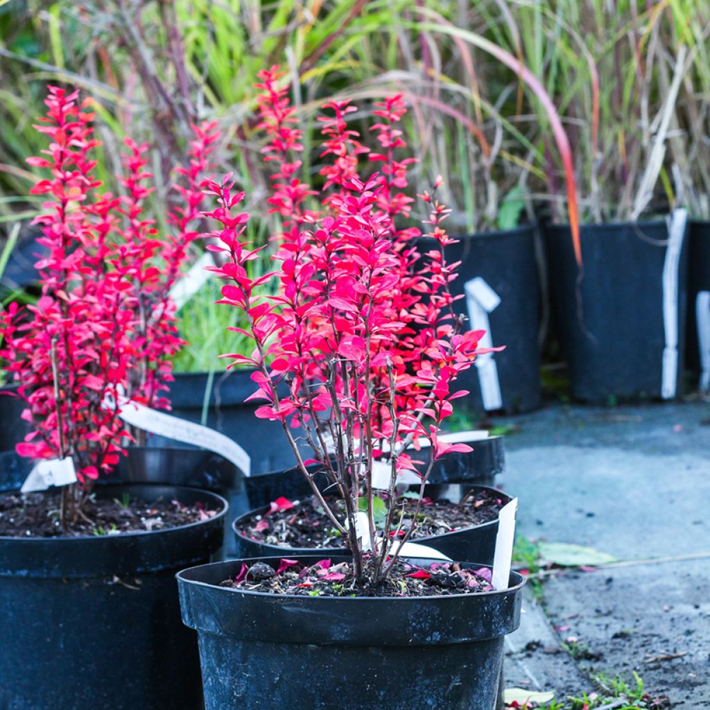 Berberis thunbergii Powwow