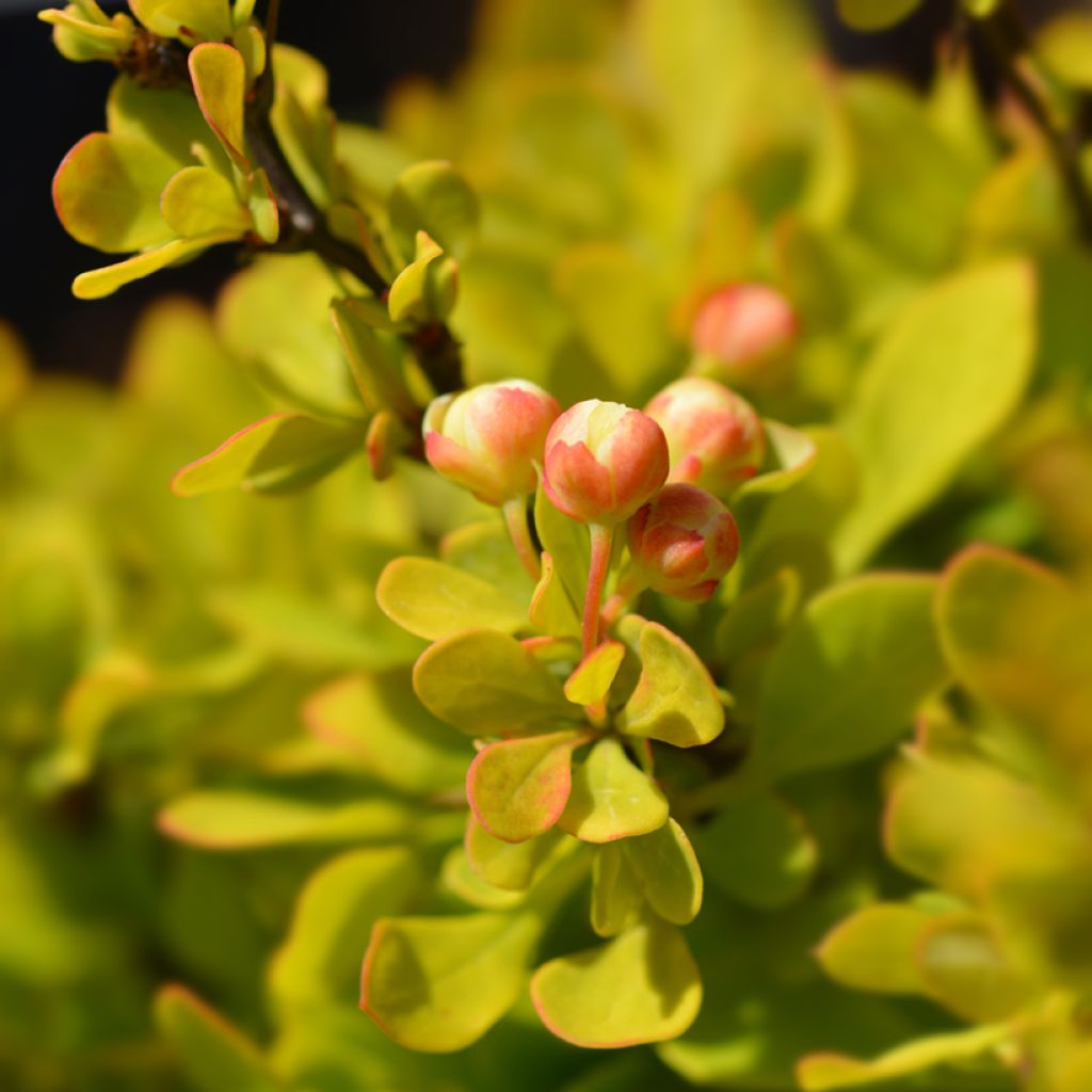 Berberis thunbergii Tiny Gold - Barberry