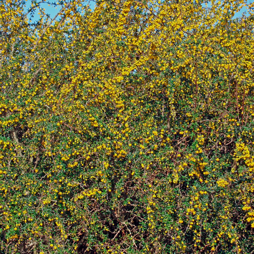 Berberis x stenophylla - Barberry