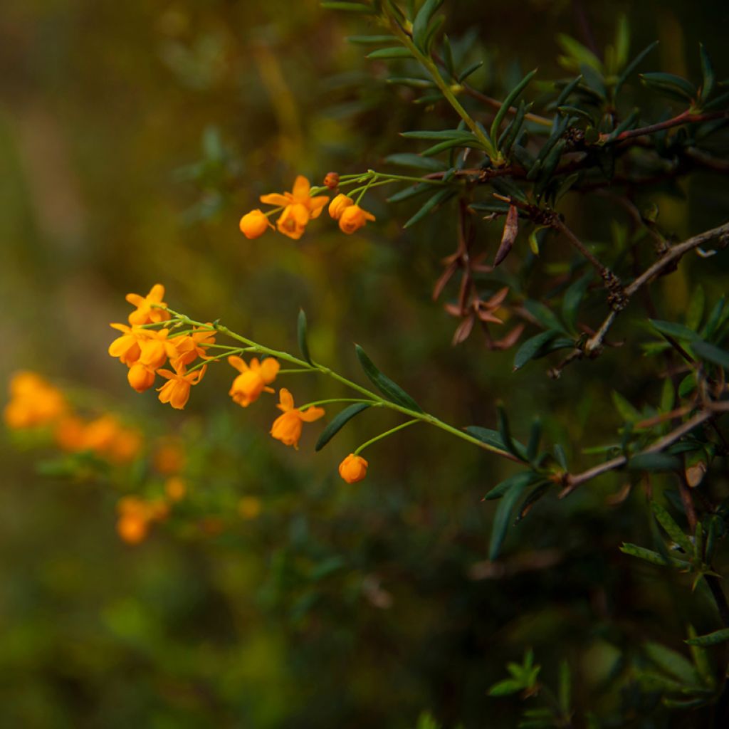 Berberis x stenophylla - Barberry